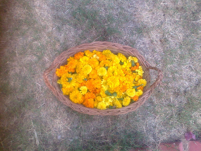 new season marigolds.small